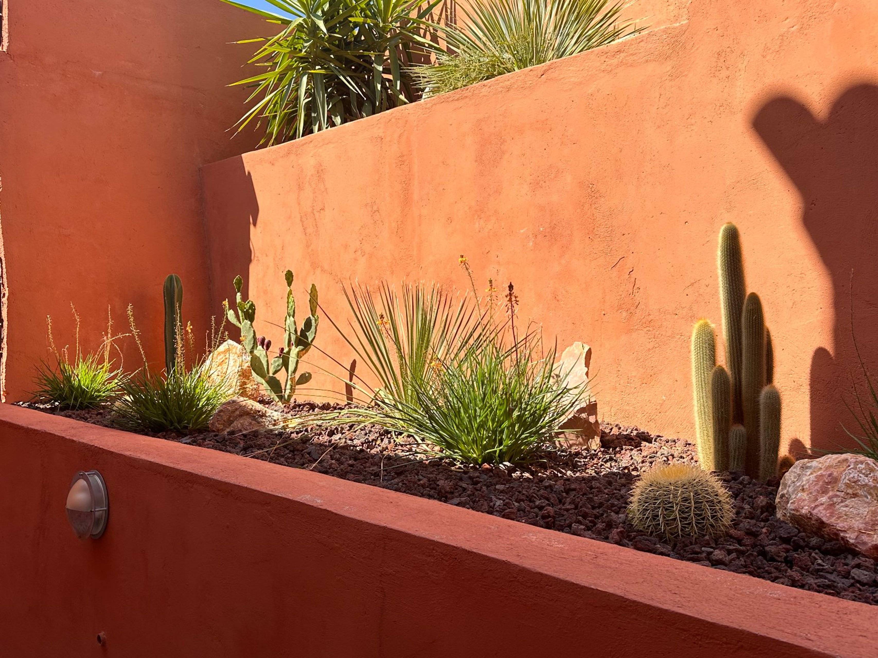 Kakteengarten im Eingangsbereich