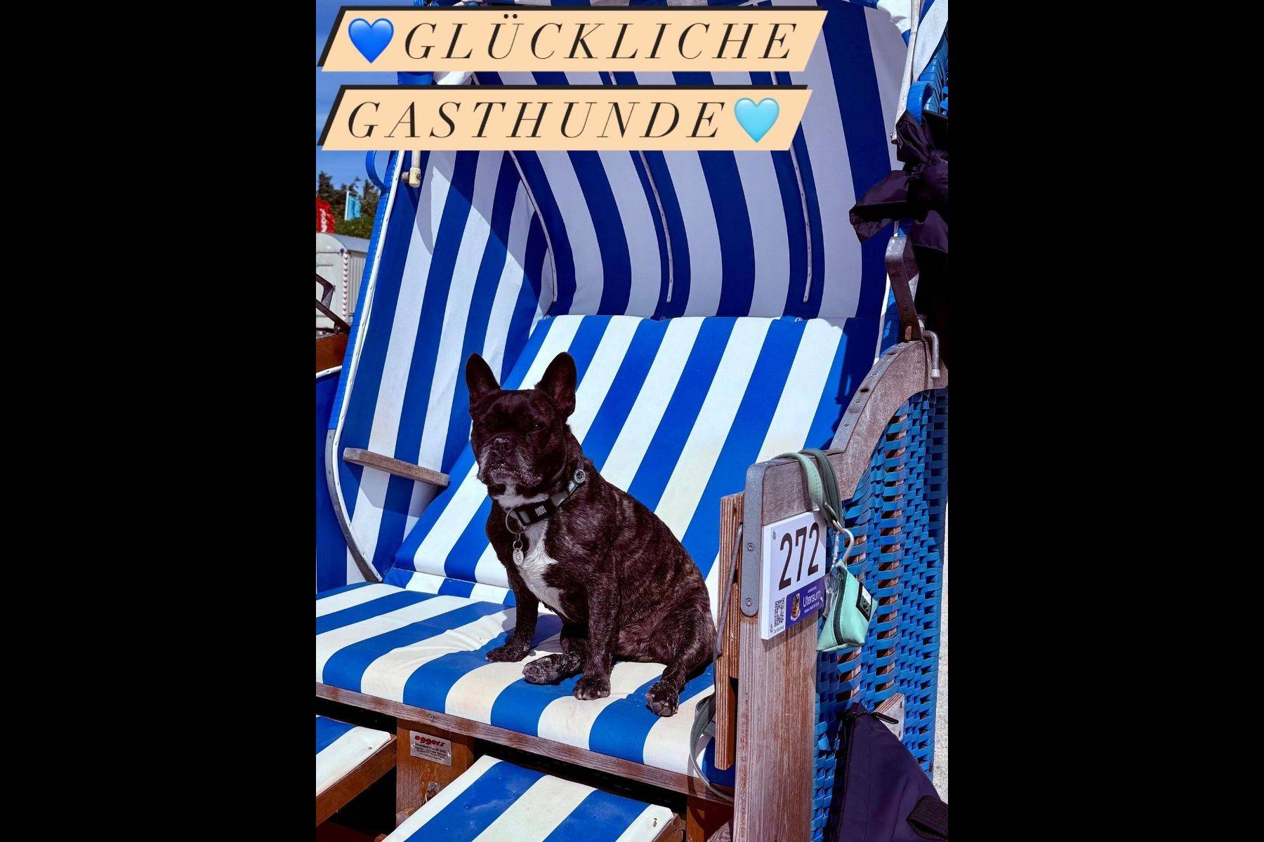 reservierter Strandkorb am Hundestrand