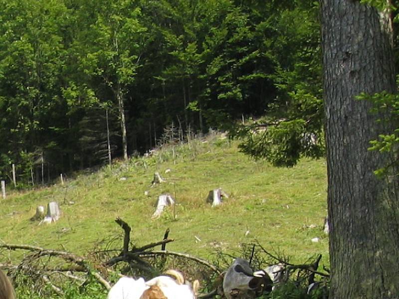 Die Umgebung ist für ausgedehnte Spaziergänge ideal.