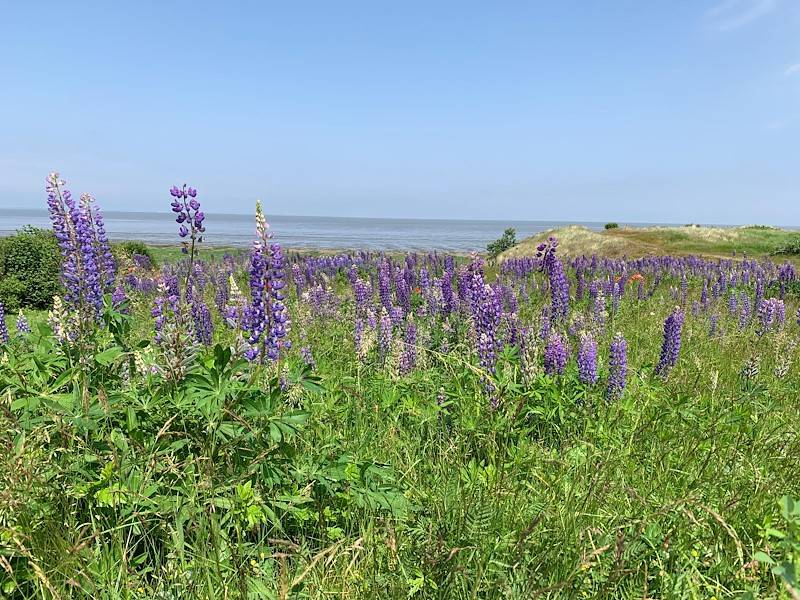 Morsum hat eine traumhafte Naturlandschaften zu bieten.