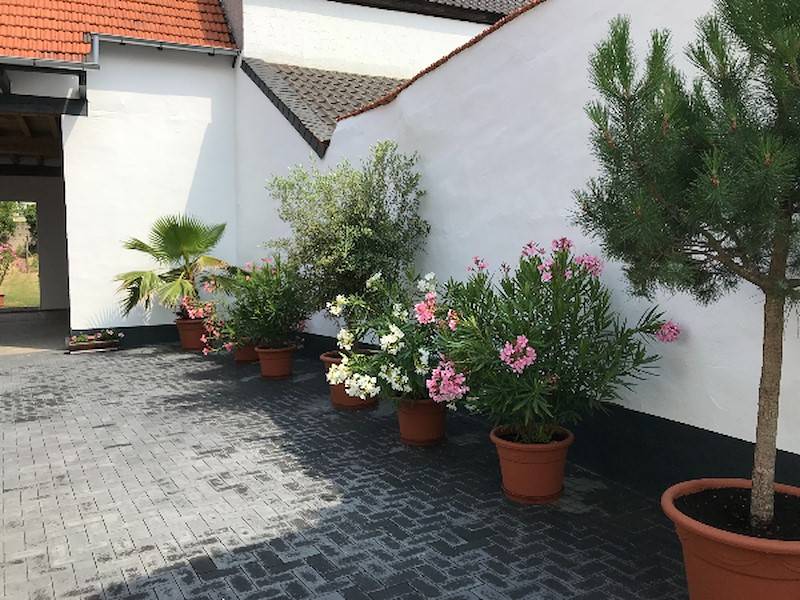 Unsere Gäste lieben unsere Orleander.