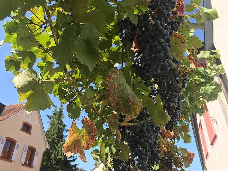 Die Prachtvollen Weinreben am Ferienhaus Elisabeth.