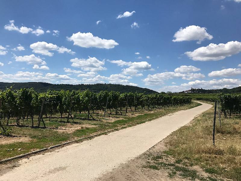 In den Kleinkarlbacher Weinbergen.