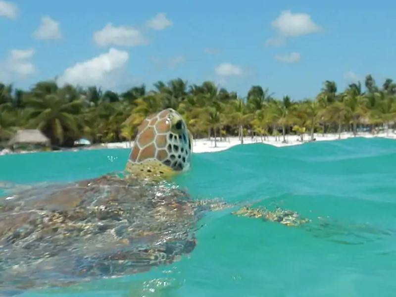 Schnorcheln mit Schildkröten in der nahegelegenen Bucht