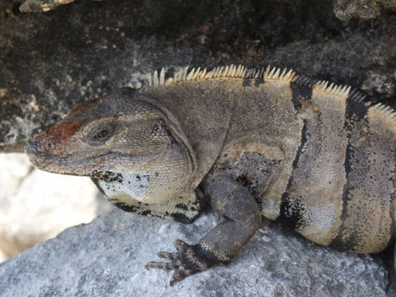 
Leguane gehören zu den Tieren der Region