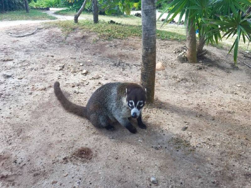 Nasenbären in der Umgebung