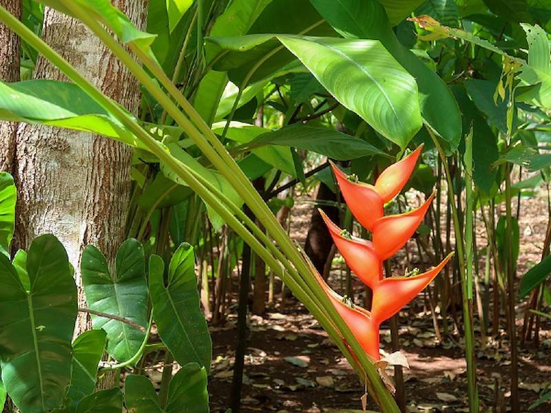 Tropische Pflanzen überall