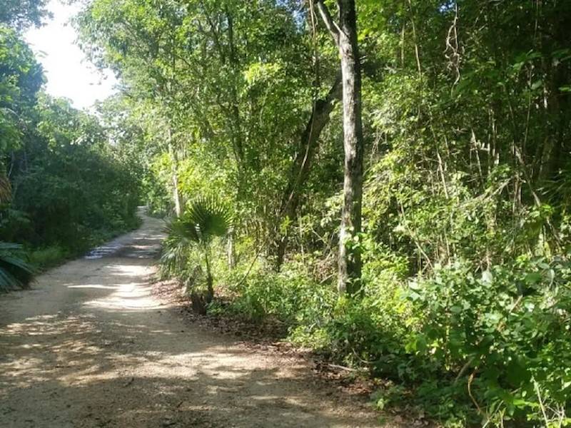 umliegende Dschungelwege laden zum Spazieren ein