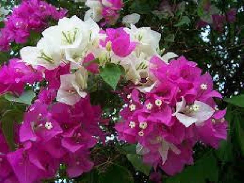 bunte Blumen auf dem Grundstück