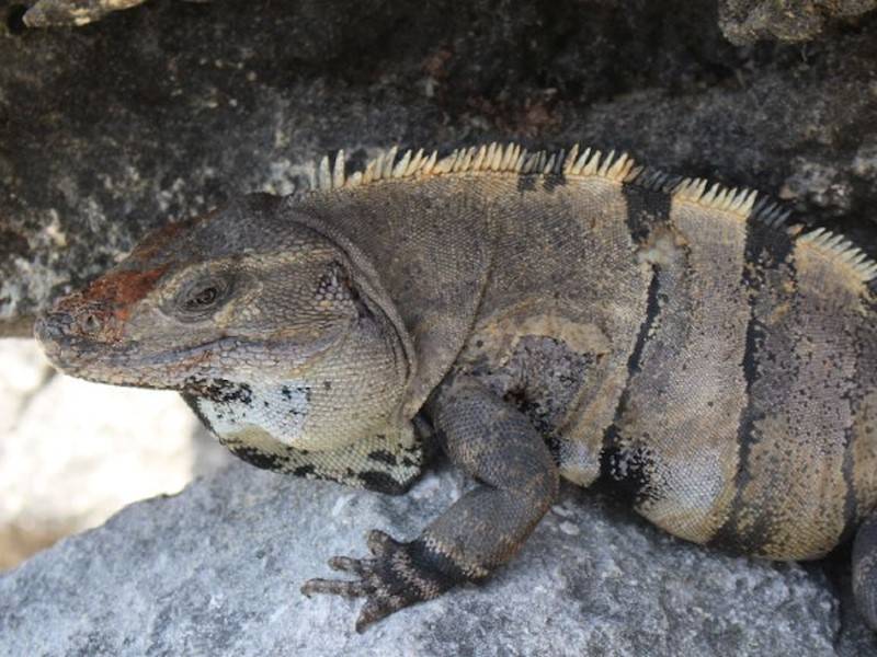 Leguan in Tulum
