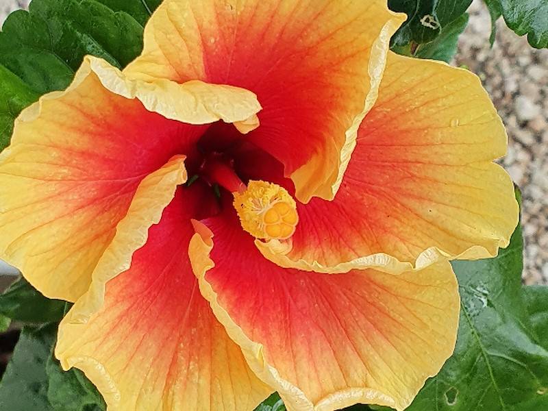 Hibiskusblüten im Garten