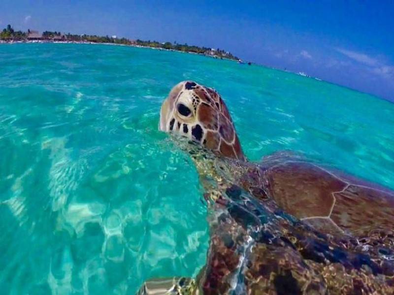 Meeresbewohner hautnah