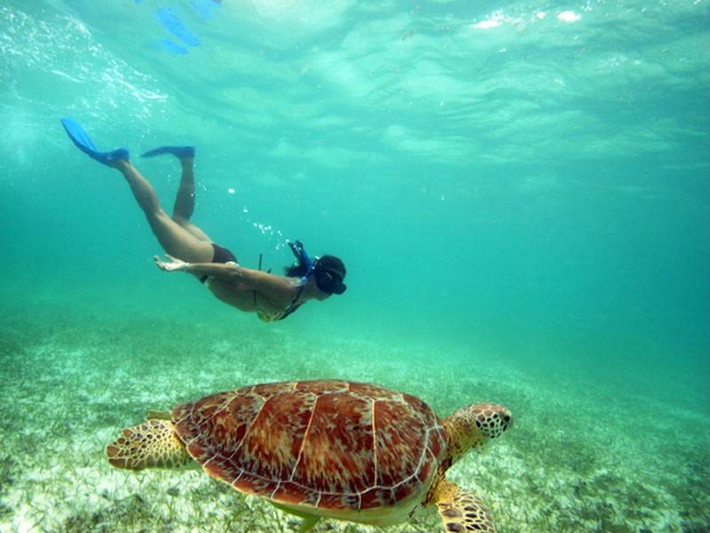Schnorcheln mit Schildkröten in der Bucht von Akumal