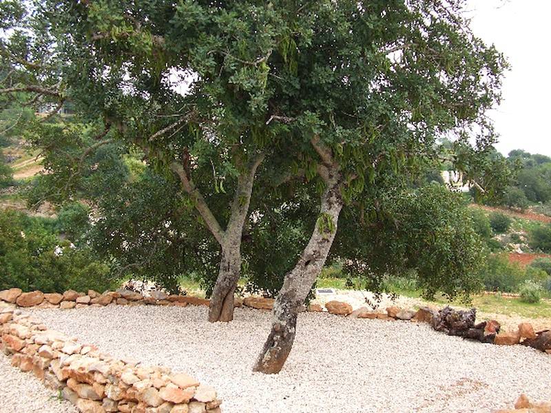 Schattiges Plätzchen unter den Johannisbrotbäumen