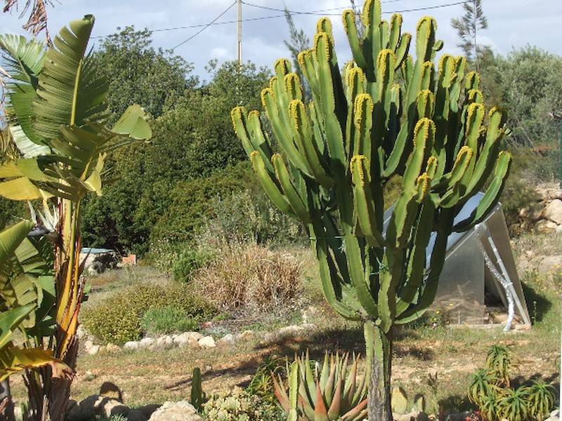 Riesenkaktus im Garten